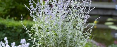 PEROVSKIA atriplicifolia SILVERY BLUE (R) 'Lissvery' cov 01