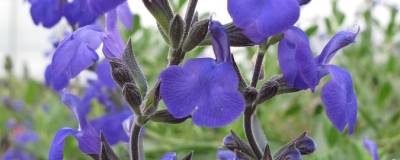 SALVIA 'Blue Note' cov 01