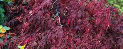 ACER palmatum 'CRIMSON QUEEN' 01