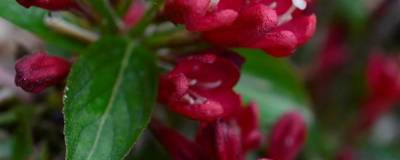 WEIGELA ALL SUMMER (R) RED 'Slingco1' cov 01