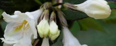 WEIGELA EBONY & IVORY (R) 'Velda' cov 01