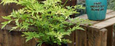 SAMBUCUS nigra GOLDEN TOWER (R) 'Jdeboer001' cov 01