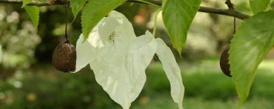 DAVIDIA involucrata 01