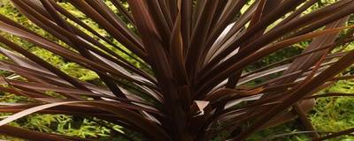 CORDYLINE x 'PURPLE TOWER' 01