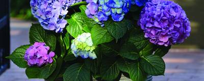 HYDRANGEA macrophylla L.A. DREAMIN (R) 'Lindsey Ann' 01