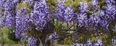 WISTERIA x venusta GRANDE DIVA (R) NATHALIE 'MinwiJD04' cov 01