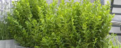 LIGUSTRUM ovalifolium GREEN DIAMOND 'Josalig1' cov 01