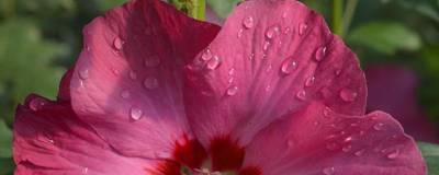 HIBISCUS syriacus SUP'BRIDGE (R) 'Minsyrou17' cov 01