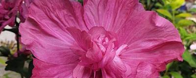 HIBISCUS syriacus POMPEI (R) 'Minsygrou02' cov 01