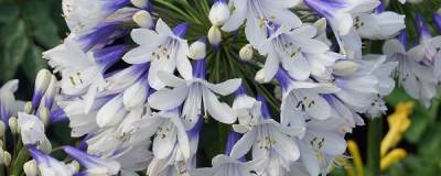 AGAPANTHUS TWISTER (R) 'Ambic001' cov 01