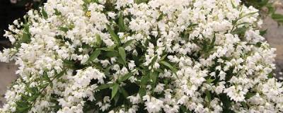 DEUTZIA x rosea PW (R) YUKI SNOWFLAKE (R) 'NCDX1' cov 01