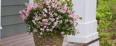 DEUTZIA x rosea PW (R) YUKI CHERRY BLOSSOM (R) 'NCDX2' cov 01