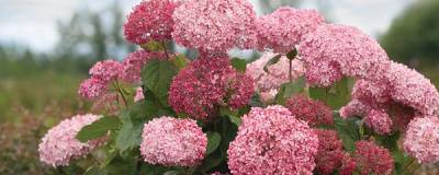 HYDRANGEA arborescens PW (R) PINK ANNABELLE (R) 2.0 'Ncha2' cov 01