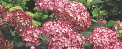 HYDRANGEA arborescens PW (R) RUBY ANNABELLE (R) 'Ncha3' cov 01