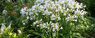 AGAPANTHUS PITCHOUNE (R) WHITE 'TUR161' cov 01