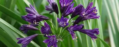 AGAPANTHUS africanus PITCHOUNE (R) VIOLET 'Mill04' cov 01