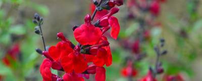 SALVIA microphylla REVE ROUGE (R) 'Faursal01' 01