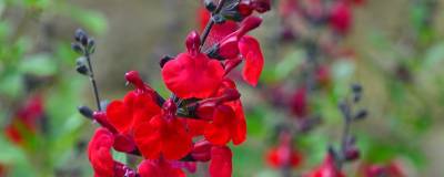 SALVIA microphylla REVE ROUGE (R) 'Faursal01' 01