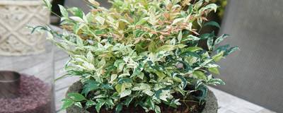 NANDINA domestica 'Twilight' cov 01