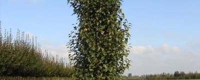 BETULA pendula FASTIGIATA JOES (R) 'Jolep 1' cov 01