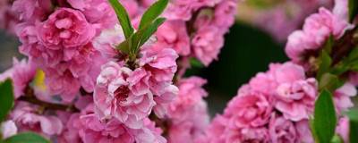 PRUNUS persica 'PINK PEACHY' 01