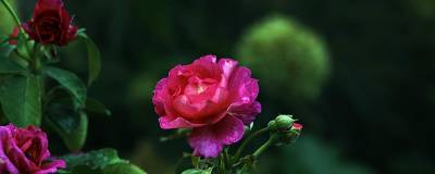 ROSIER MISS MAGENTA (R) 'Weknepliopa' cov 01