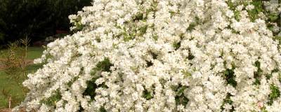 EXOCHORDA x macrantha 'THE BRIDE' 01