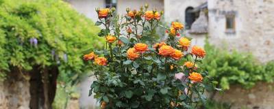 ROSIER GIRANDOLA (R) 'Bargira' 01