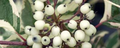 CORNUS alba 'SIBIRICA VARIEGATA' 01