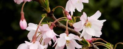 PRUNUS x subhirtella 'AUTUMNALIS ROSEA' 01