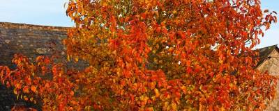 PYRUS calleryana 'CHANTICLEER' 01