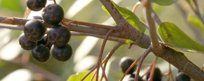 ARONIA melanocarpa 01