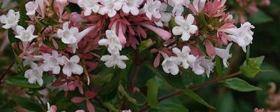 ABELIA chinensis AUTUMN FESTIVAL (R) 'Minabaut01' cov 01