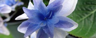 HYDRANGEA macrophylla STAR GAZER (R) BLEU 'Kompeito' cov 01