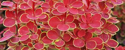 BERBERIS thunbergii 'Orange Sunrise' cov 01