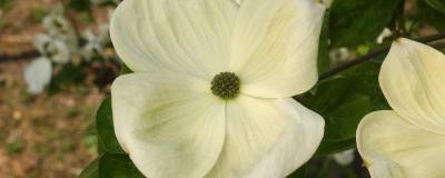 CORNUS 'EDDIE'S WHITE WONDER' 01