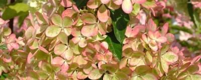 HYDRANGEA paniculata PASTELGREEN (R) 'Renxolor' cov 01