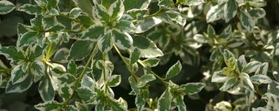 PITTOSPORUM heterophyllum 'LA BLANCA' 01