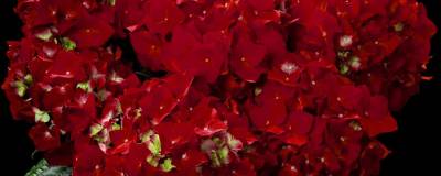 HYDRANGEA macrophylla HOT RED (R) 'Agrihydradrie' cov 01