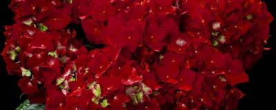 HYDRANGEA macrophylla HOT RED (R) 'Agrihydradrie' cov 01