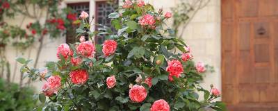 ROSIER SCENTIMENTAL (R) CORAL 'Wekmindesv' cov 01