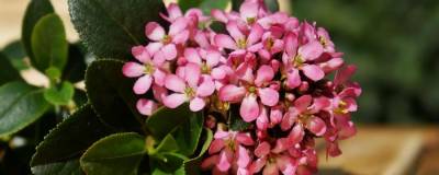 ESCALLONIA laevis PINK ELLE 'Lades' cov 01