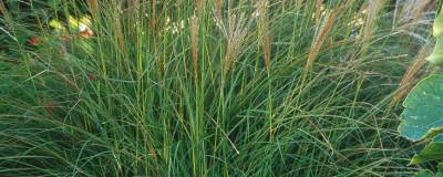 MISCANTHUS sinensis 'KLEINE SILBERSPINNE' 01