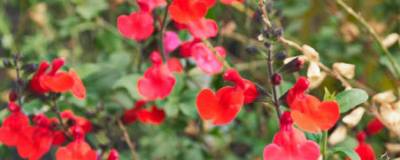 SALVIA 'ROYAL BUMBLE' 01