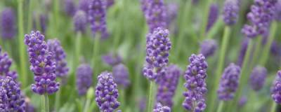 LAVANDULA angustifolia 'LesBleus Thierry' 01