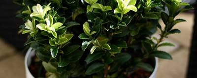 EUONYMUS japonicus PALOMA BLANCA (R) 'Lankveld03' cov 01