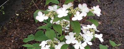 VIBURNUM plicatum f.tomentosum KILIMANDJARO (R) 'Jww-1' cov 01