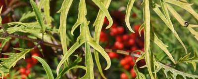 SAMBUCUS racemosa WELSH GOLD (R) 'Walfinb' cov 01