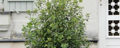PITTOSPORUM tenuifolium 'IRISH LUCK' (R) 'PTG18' cov 01