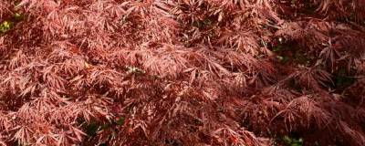 ACER palmatum var.dissectum 'INABA-SHIDARE' 01